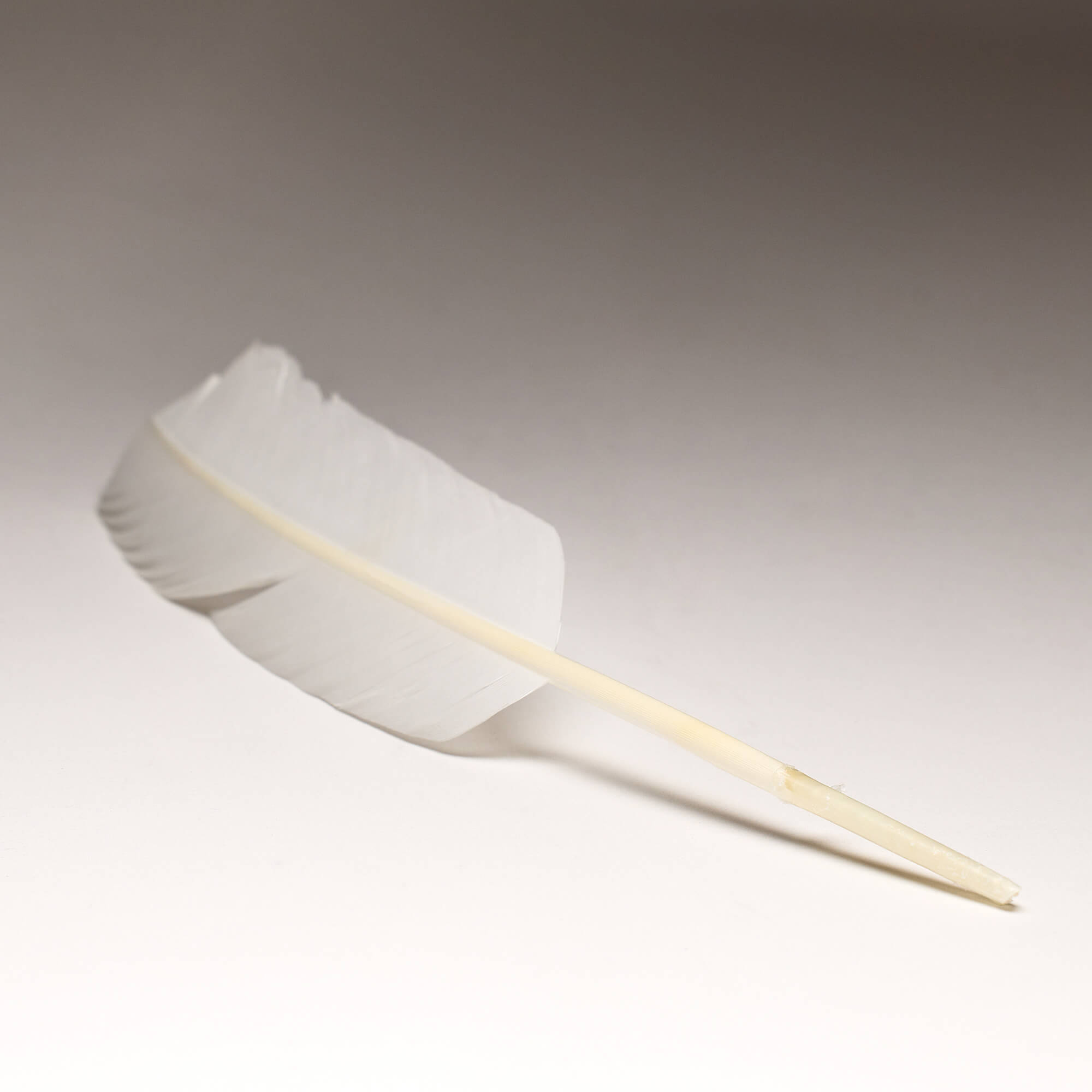 Quill Feather – Supreme Court Gifts
